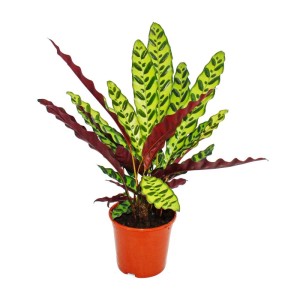 Calathea Lancifolia im Topf: Exotenherz Schattenpflanze mit auffälligem Blattmuster.