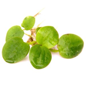 Dennerle Froschbiss Aquariumpflanze (Limnobium laevigatum) mit runden, grünen Blättern.