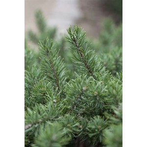 Detailaufnahme der grünen Nadeln einer Pinus Banksiana Kiefer (60–80 cm).