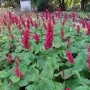 Kerzenknöterich 'Inverleith' (Persicaria amplexicaulis) mit roten Blüten im Garten.