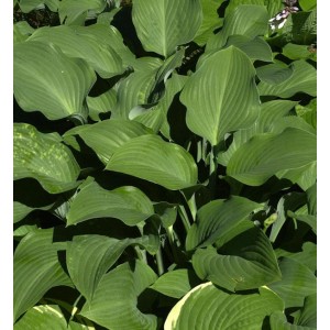 Funkie 'Krossa Regel' (Hosta nigrescens) mit großen, blaugrauen Blättern. Schattenstaude für den Garten.