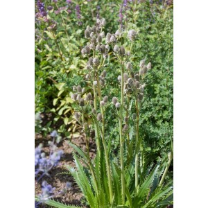 Agavenblättrige Edeldistel Eryngium agavifolium im Topf, grüne Blätter und silberne Blütenstände.