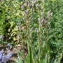 Agavenblättrige Edeldistel Eryngium agavifolium im Topf, grüne Blätter und silberne Blütenstände.