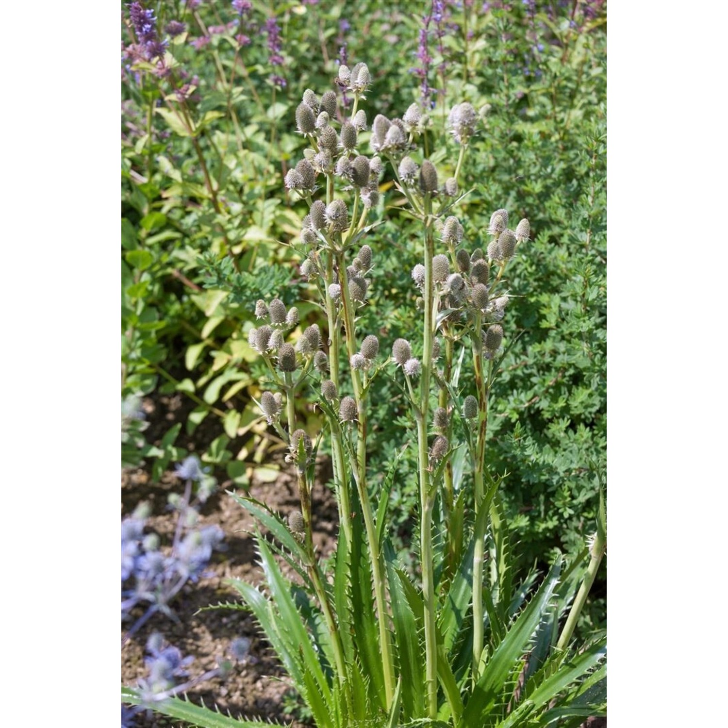Eryngium Agavifolium Agavenblättrige Edeldistel Ca. 11x11 cm Topf günstig online kaufen