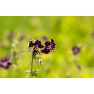 Nahaufnahme: Dunkelviolette Blüten des Geranium phaeum (Brauner Storchschnabel) im 9x9 cm Topf.