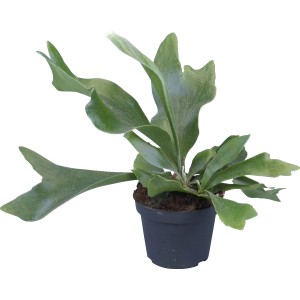 Geweihfarn (Platycerium bifurcatum) im Topf, eine dekorative Grünpflanze für helle Standorte.