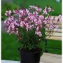 Prachtkerze 'Crimson Butterflies' im Topf, Gaura lindheimeri mit zarten, rosa Blüten.