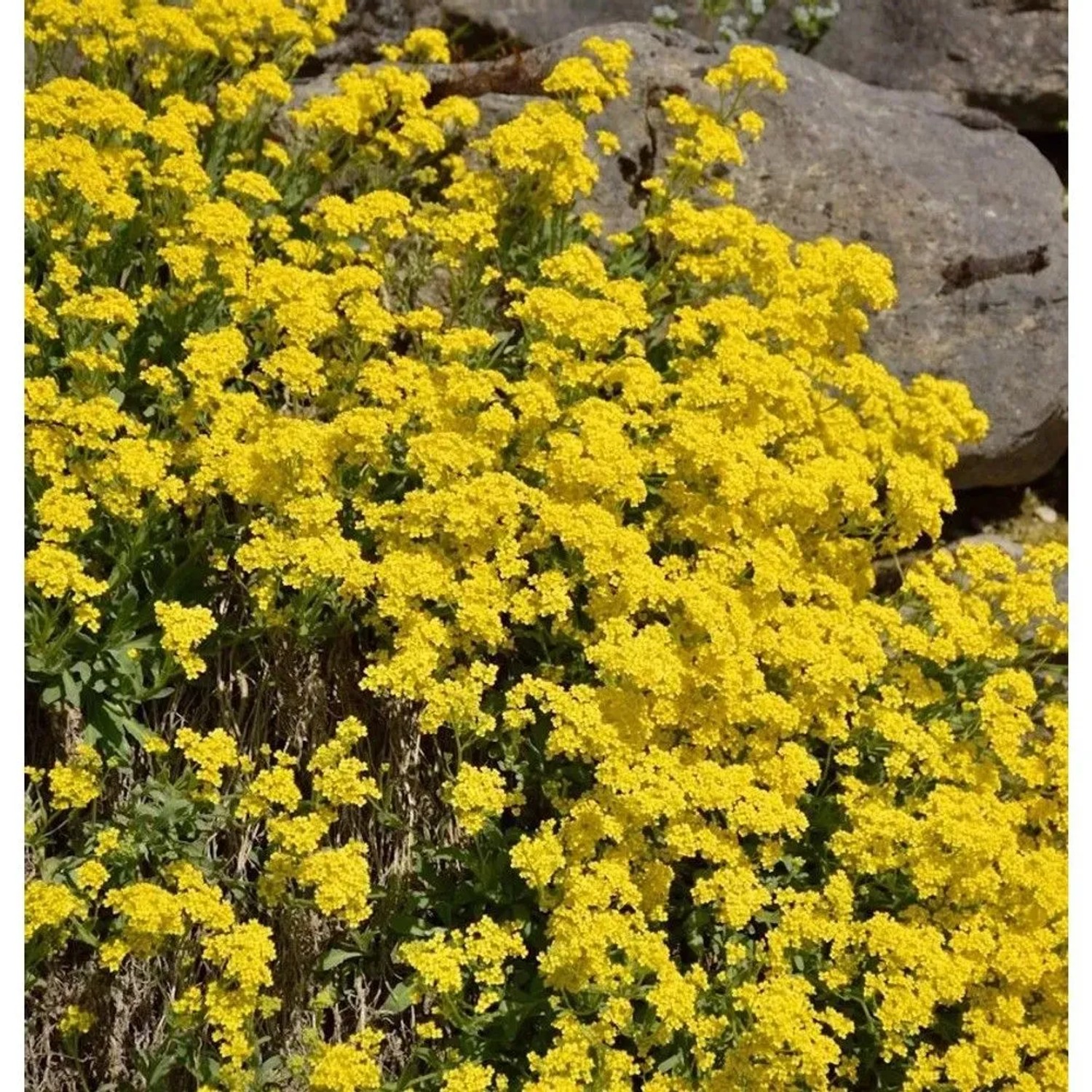 Felsen-Steinkraut - Aurinia saxatile