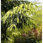Kaukasus Fichte Aurea 100-125cm - Picea Orientalis