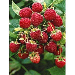 Strauch mit vielen roten, reifen GROW by OBI Bio Himbeeren der Sorte Aroma Queen.