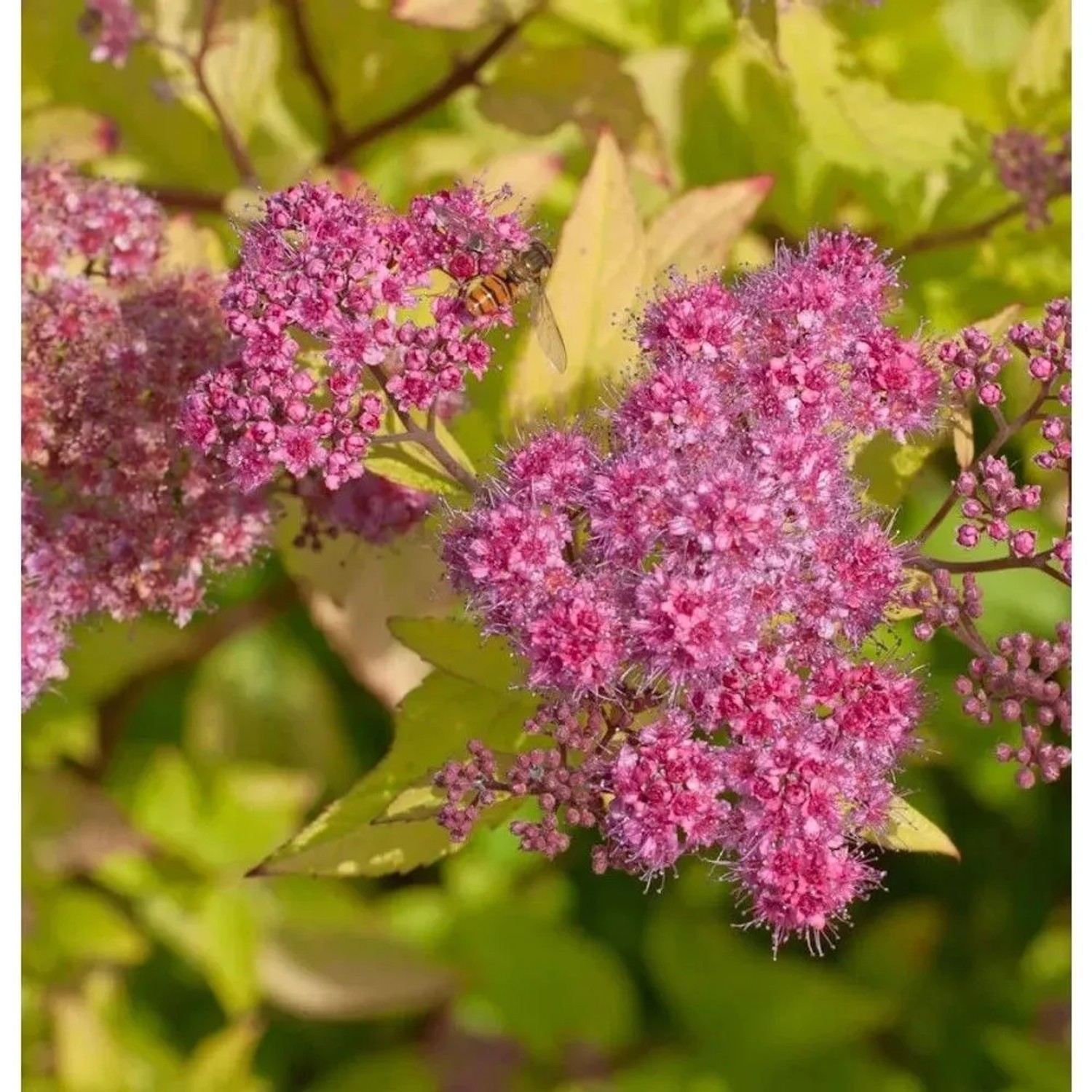 Sommerspierstrauch Goldflame 30-40cm - Spiraea japonica