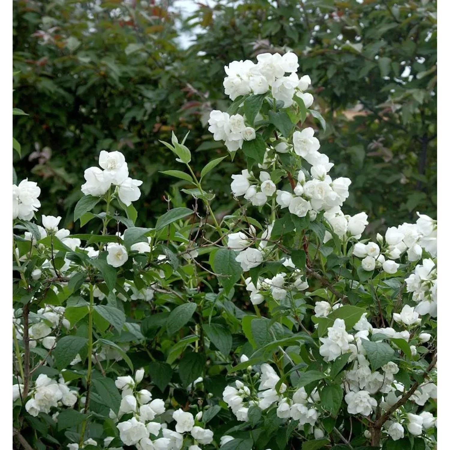 Gartenjasmin Natchez 40-60cm - Philadelphus