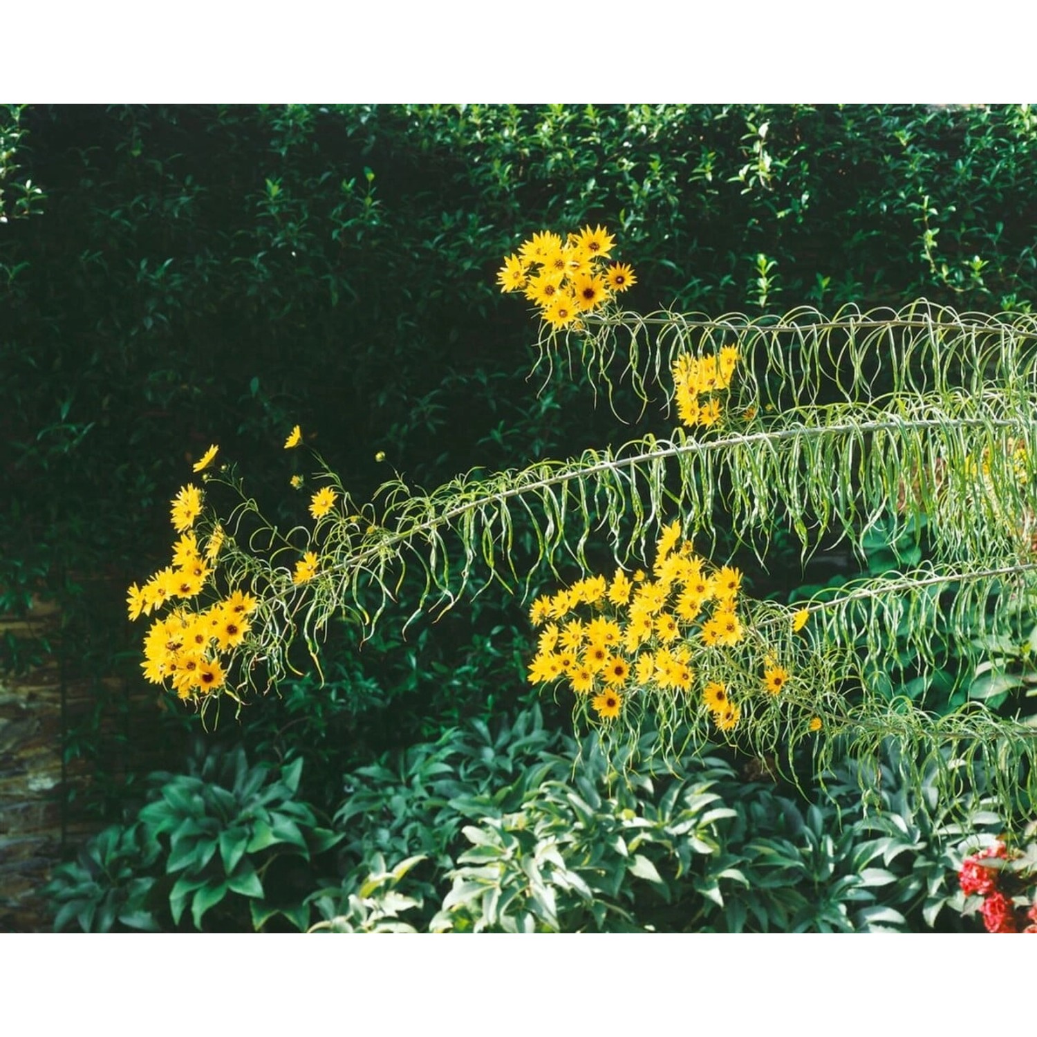 Helianthus Orgyalis Weidenblättrige Sonnenblume Ca. 11x11 cm Topf günstig online kaufen