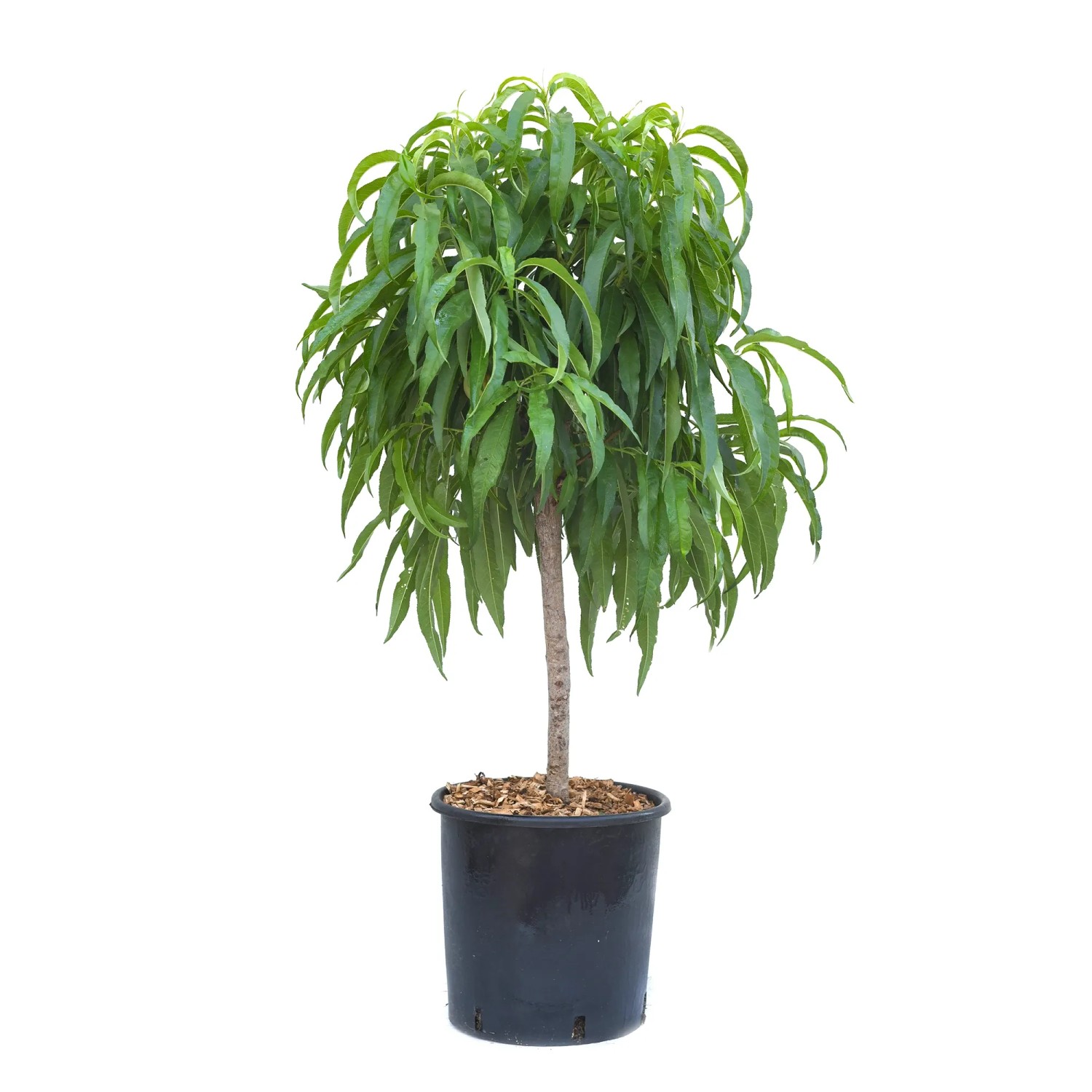 GROW by OBI Zwerg-Pfirsichbaum Ministamm Höhe ca. 60cm Prunus persica Bonanza