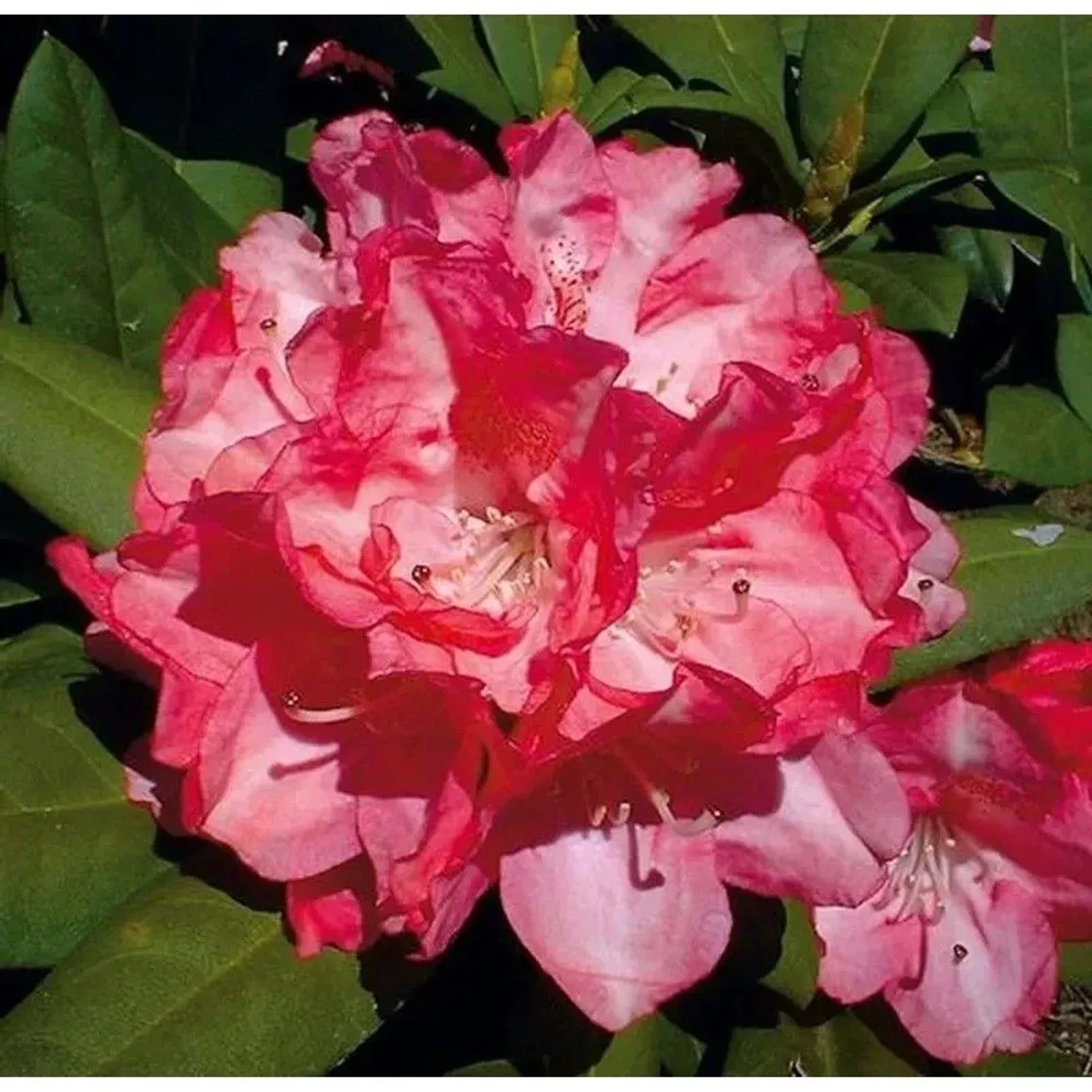 Rhododendron Anuschka 30-40cm - Alpenrose