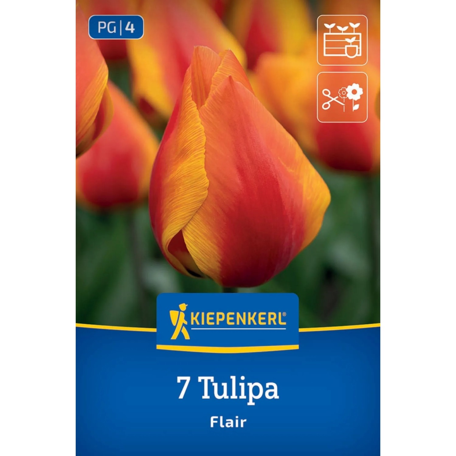 Kiepenkerl Blumenzwiebel Einfache frühe Tulpe Flair 7 Stück_2