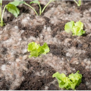 Windhager Schafwoll-Noppen im Beet mit jungen Salatpflanzen. Natürlicher Dünger und Schutz.