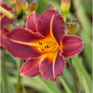 Nahaufnahme einer rot-gelben Taglilie (Hemerocallis) im Garten.