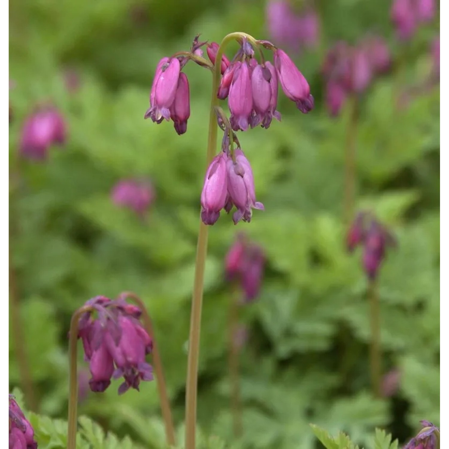 Zwergherzblume Bountiful - Dicentra formosa