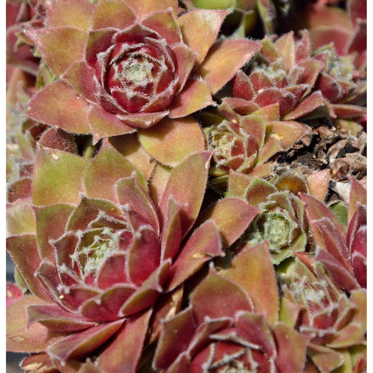 Spinnweb Hauswurz Draco - Sempervivum arachnoideum günstig online kaufen