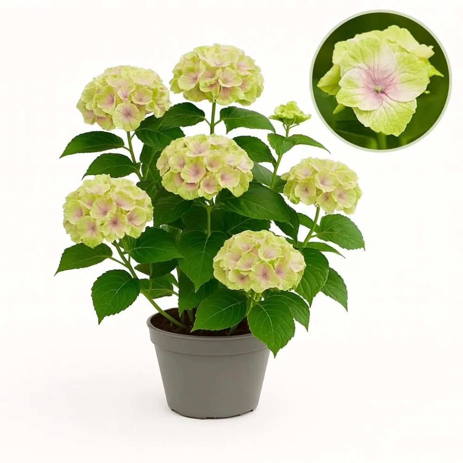 Exotenherz Hortensia Hydrangea Magical Jewel Pink 6-10 Blühten 23cm Topf günstig online kaufen