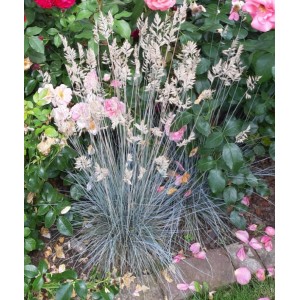 5er Set Baumfink Bärenfellgras 'Blau' im Topfballen, blaugrünes Ziergras im Garten.