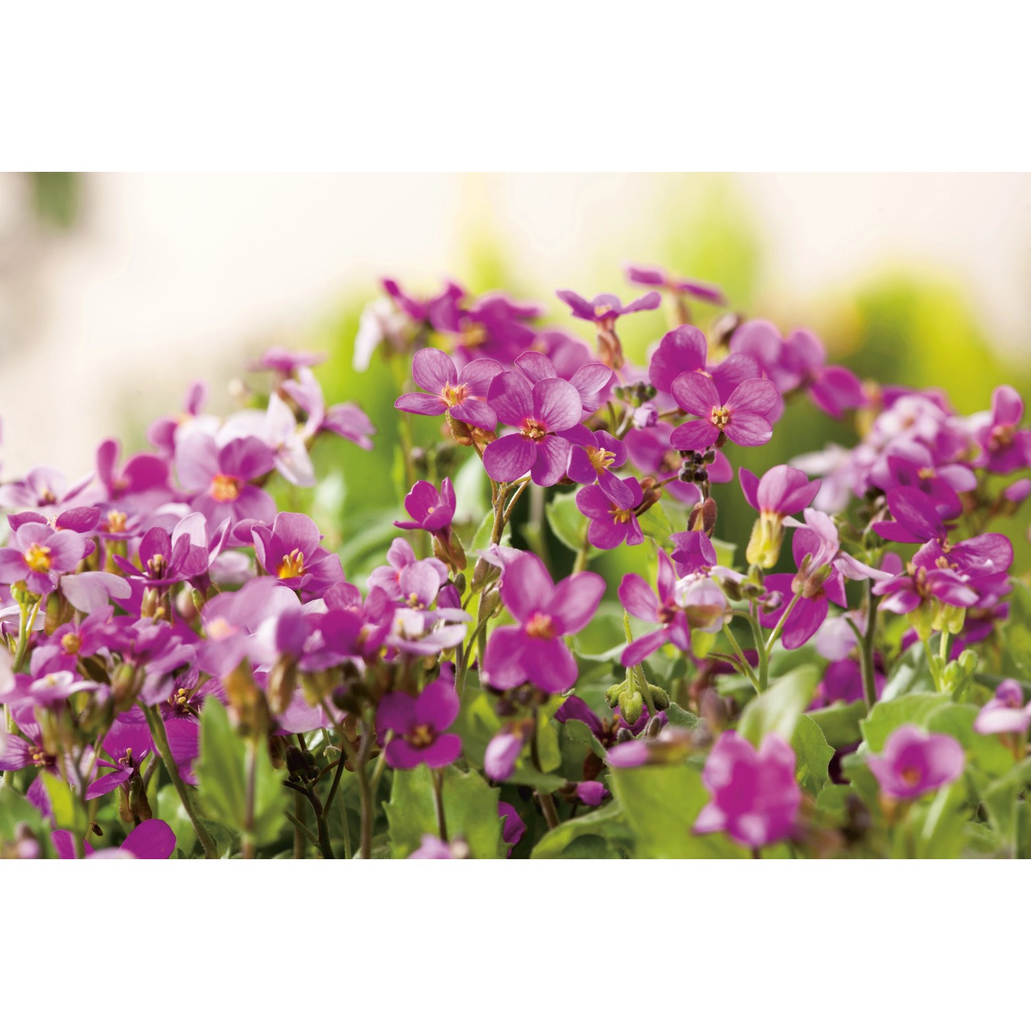 Kaukasische Gänsekresse Rosa TopfØ ca. 9 cm Arabis