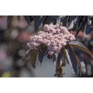 Blühender Schwarzer Holunder 'Black Tower' mit dunkelvioletten Blättern und rosa Blüten.