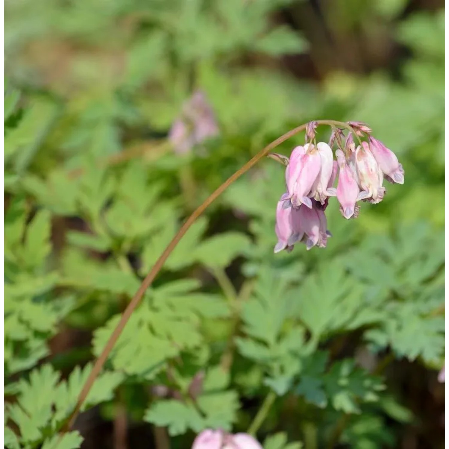 Tränendes Herz Cupid - Dicentra spectabilis