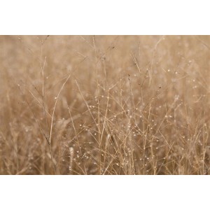 Detailaufnahme der Rutenhirse 'Heavy Metal' mit Tautropfen, Gräser im Gegenlicht.