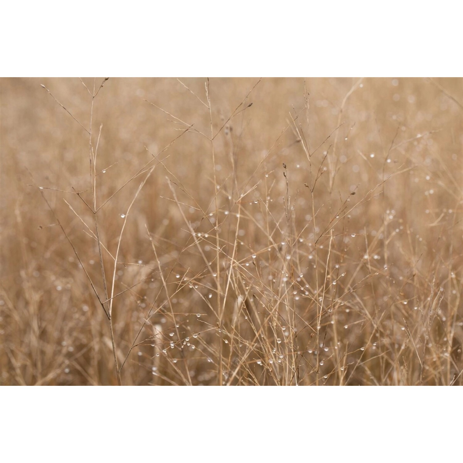 Panicum Virgatum Heavy Metal Rutenhirse Blaugrün Ca. 9x9 cm Topf günstig online kaufen