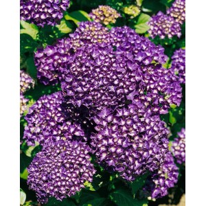 Buschige Bauernhortensie 'Hamburg' mit violetten Blütenbällen, 30-40 cm hoch.