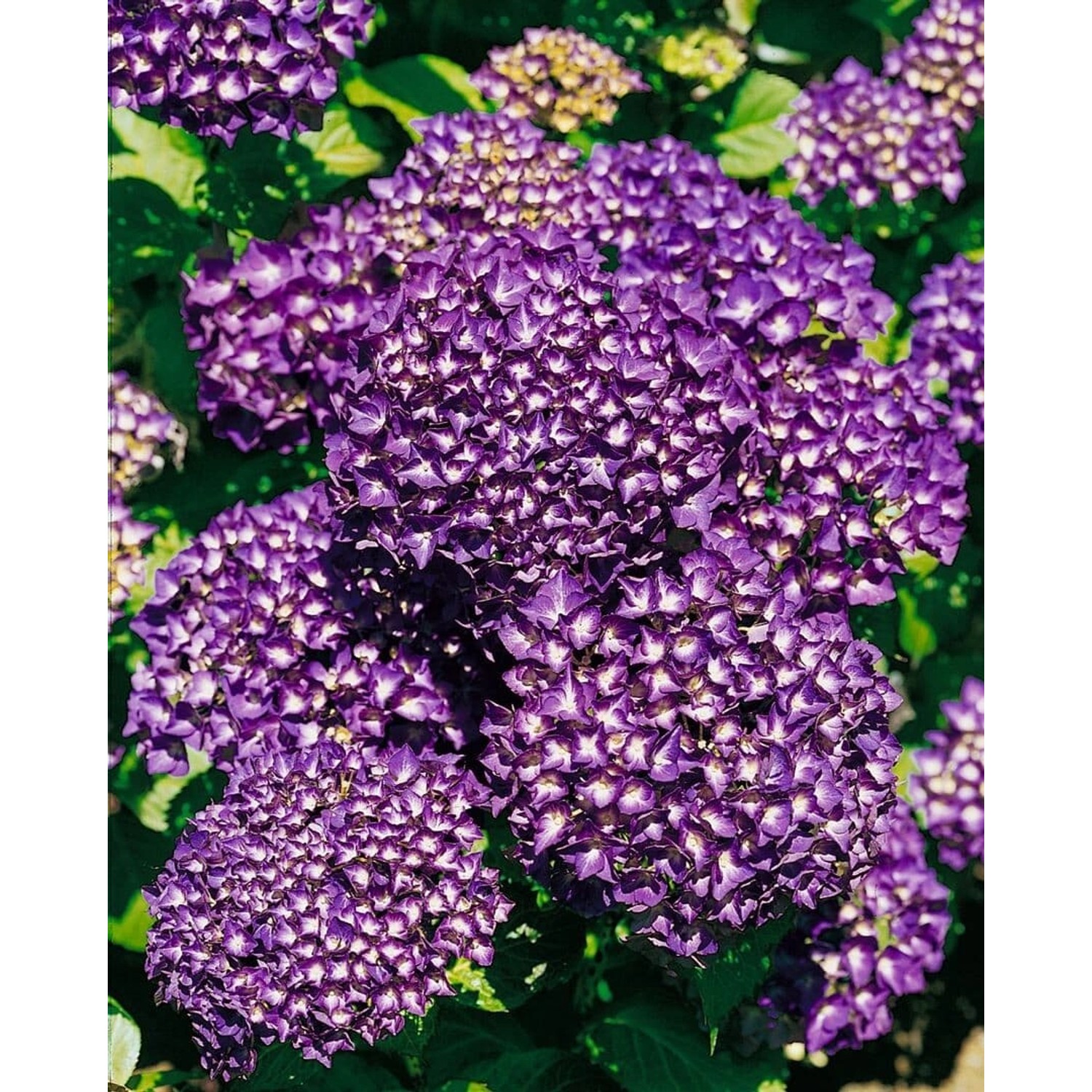 Hydrangea Mac. Bauernhortensie Hamburg 30-40 cm günstig online kaufen