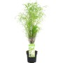 Farnblättriges Pulverholz Fine Line im 5 l Topf, Höhe 50-60 cm. Zierstrauch für Garten und Terrasse.