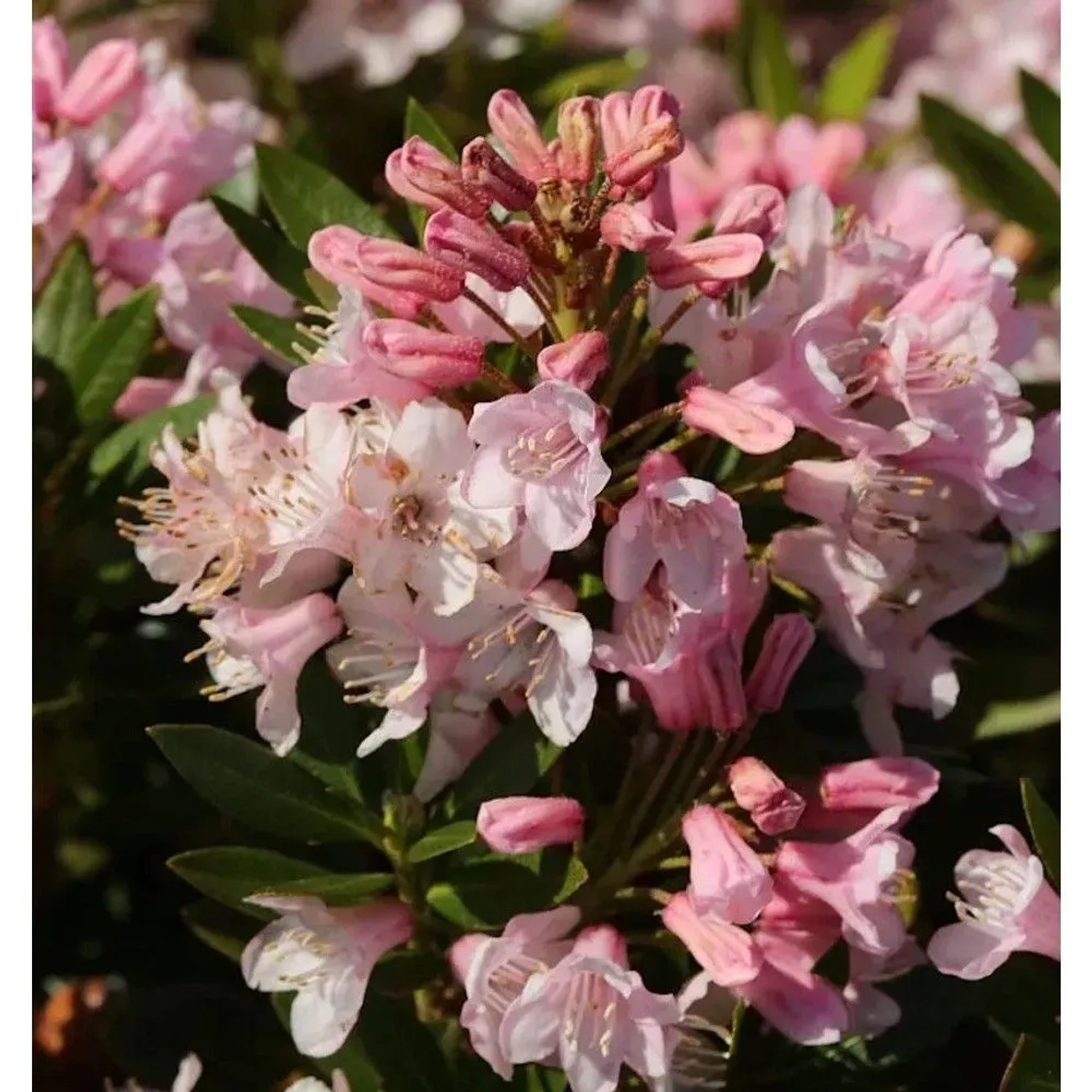 Kleinblütiger Rhododendron Bloombux 20-25cm - Rhododendron micranthum