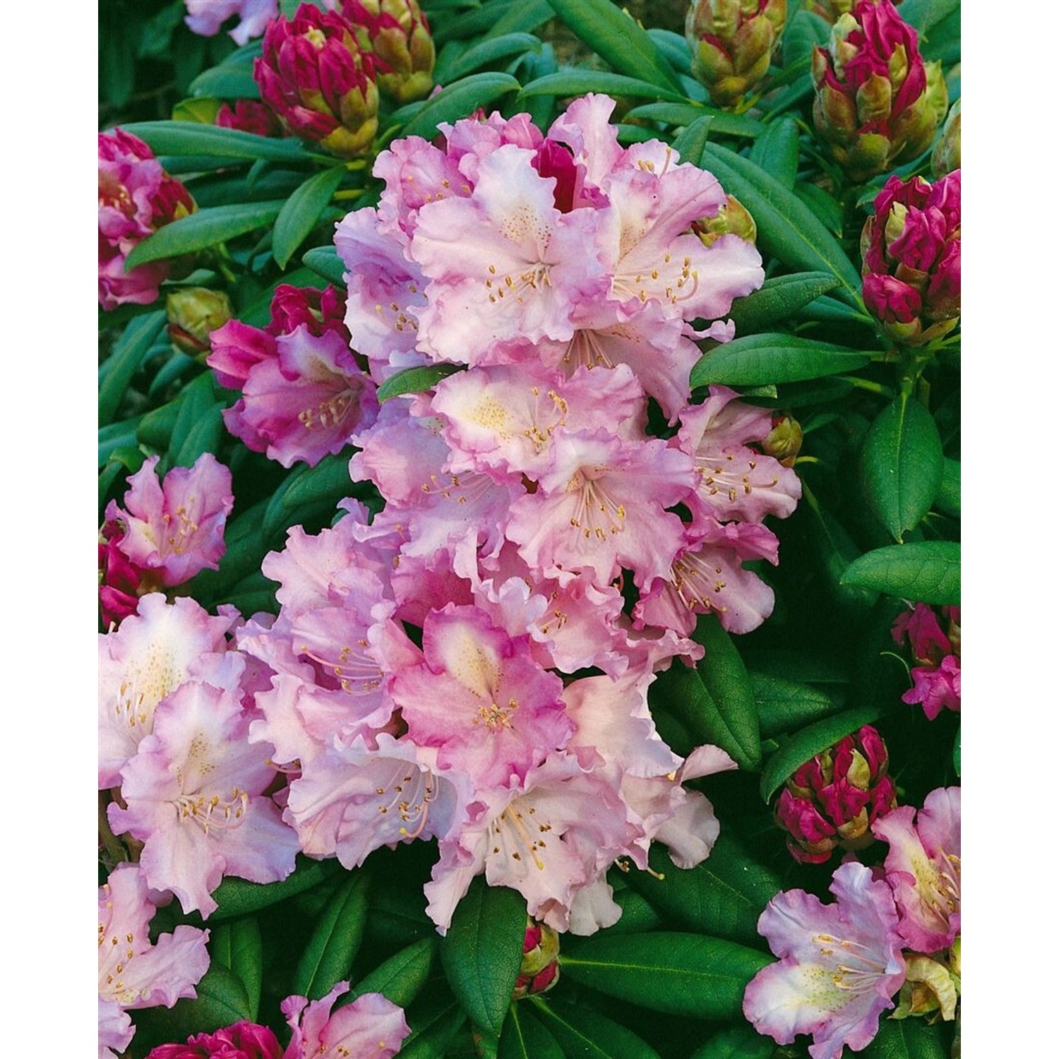 Rhododendron Yakushimanum Caroline Allbrook Rosa Blüten 30–40 cm günstig online kaufen