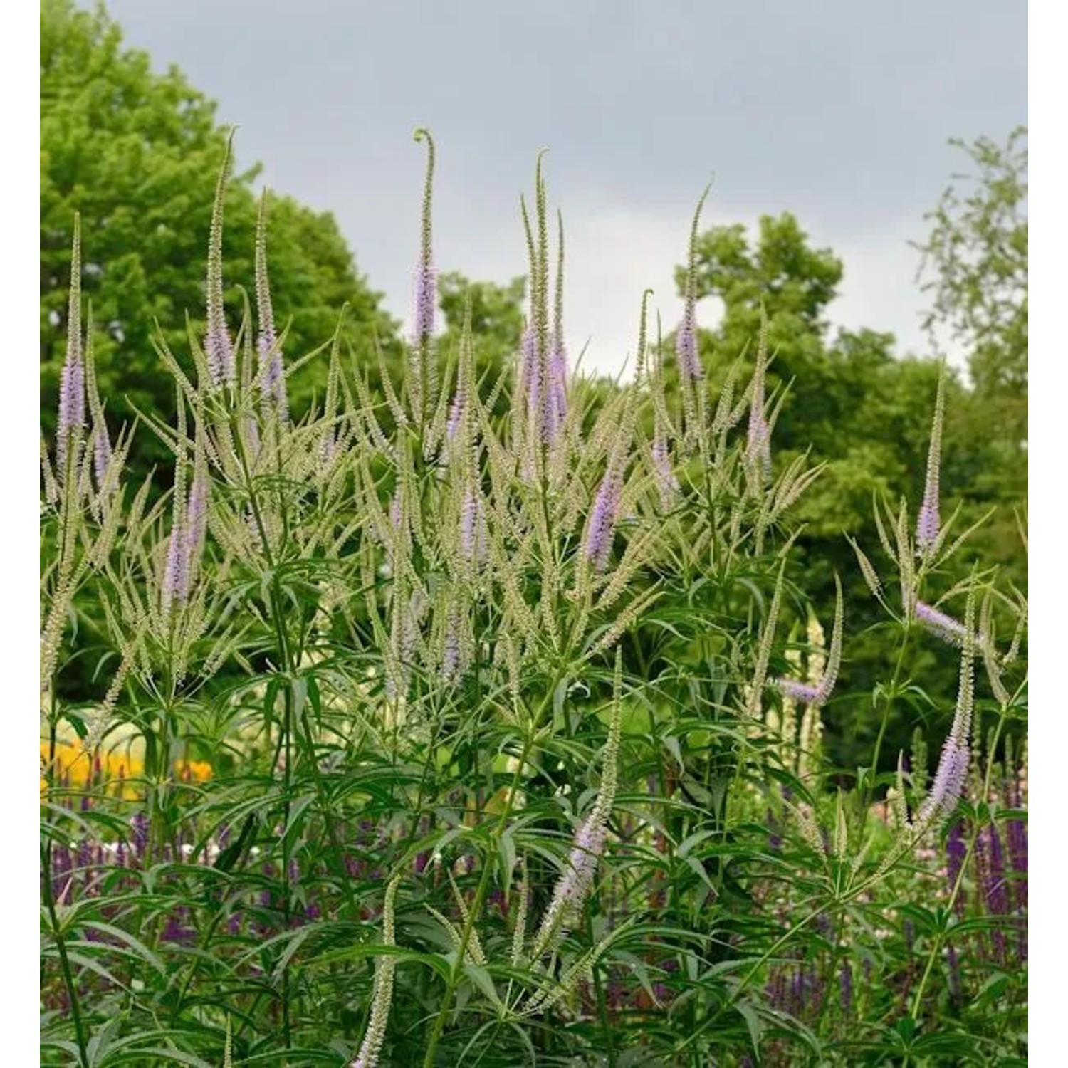 Virginischer Riesen Ehrenpreis Lavendelturm - Veronicastrum virginicum