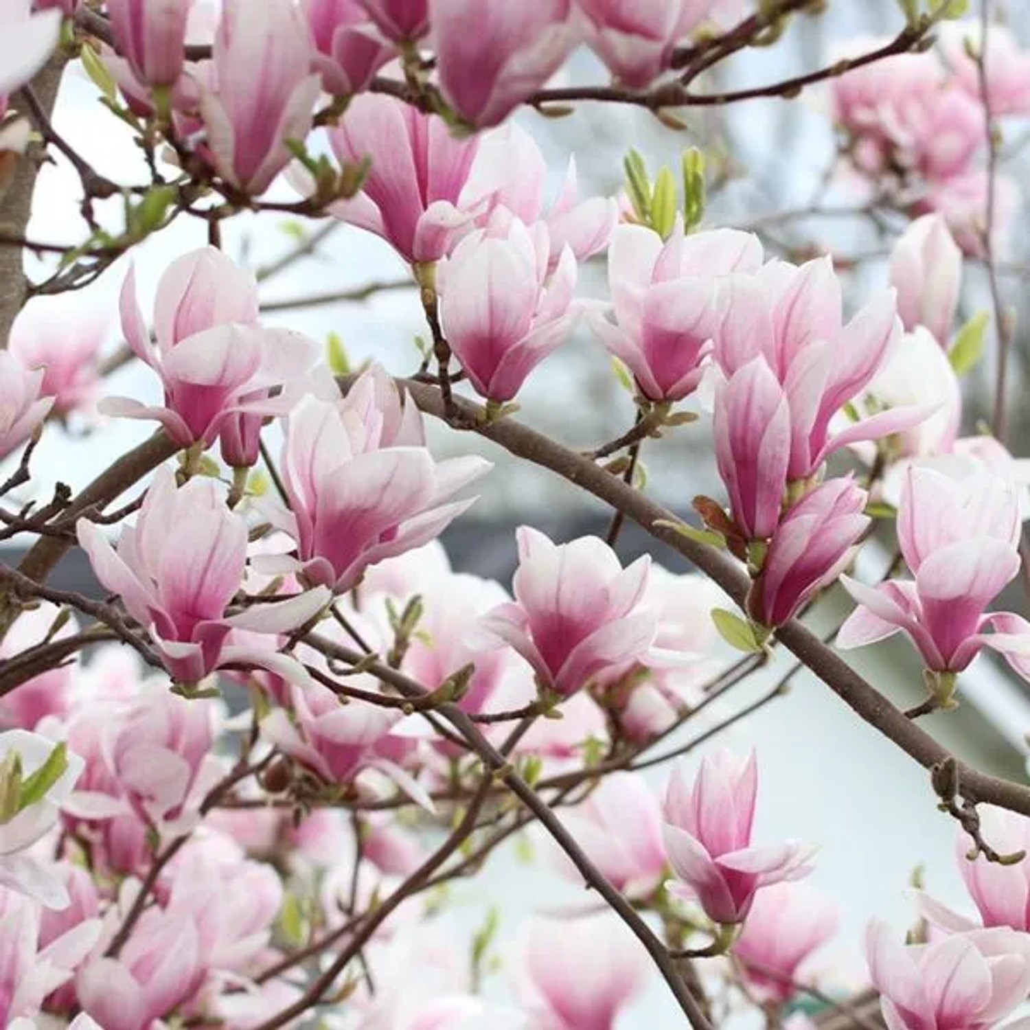 arborix Magnolie Magnolia Soulangeana 40 Bis 60 Cm Im Container Reichblühend