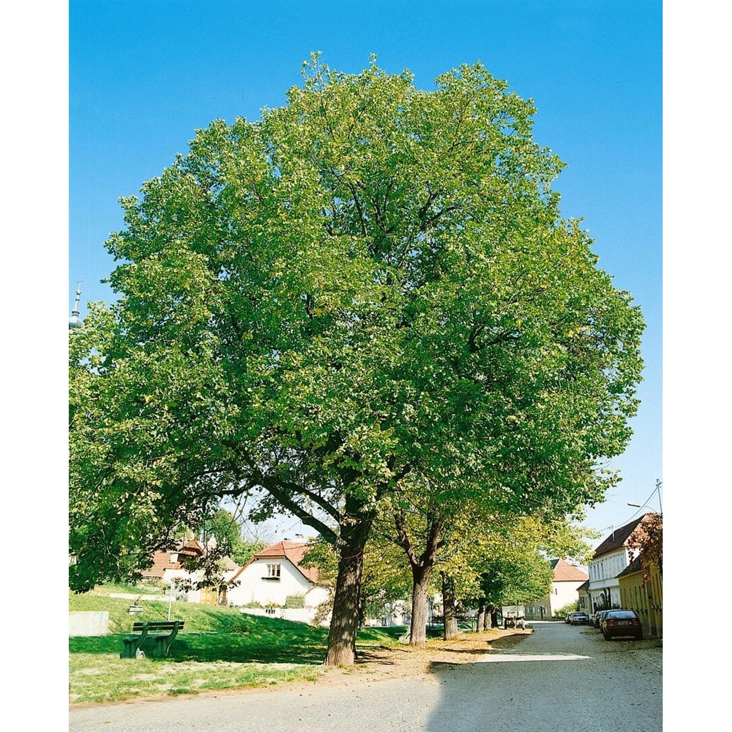 Juglans Regia Jupiter Walnussbaum 125–150 cm günstig online kaufen