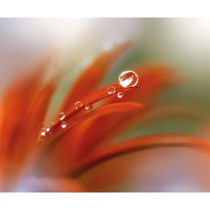 Komar Fototapete Vlies: Nahaufnahme einer Blüte mit Tautropfen.