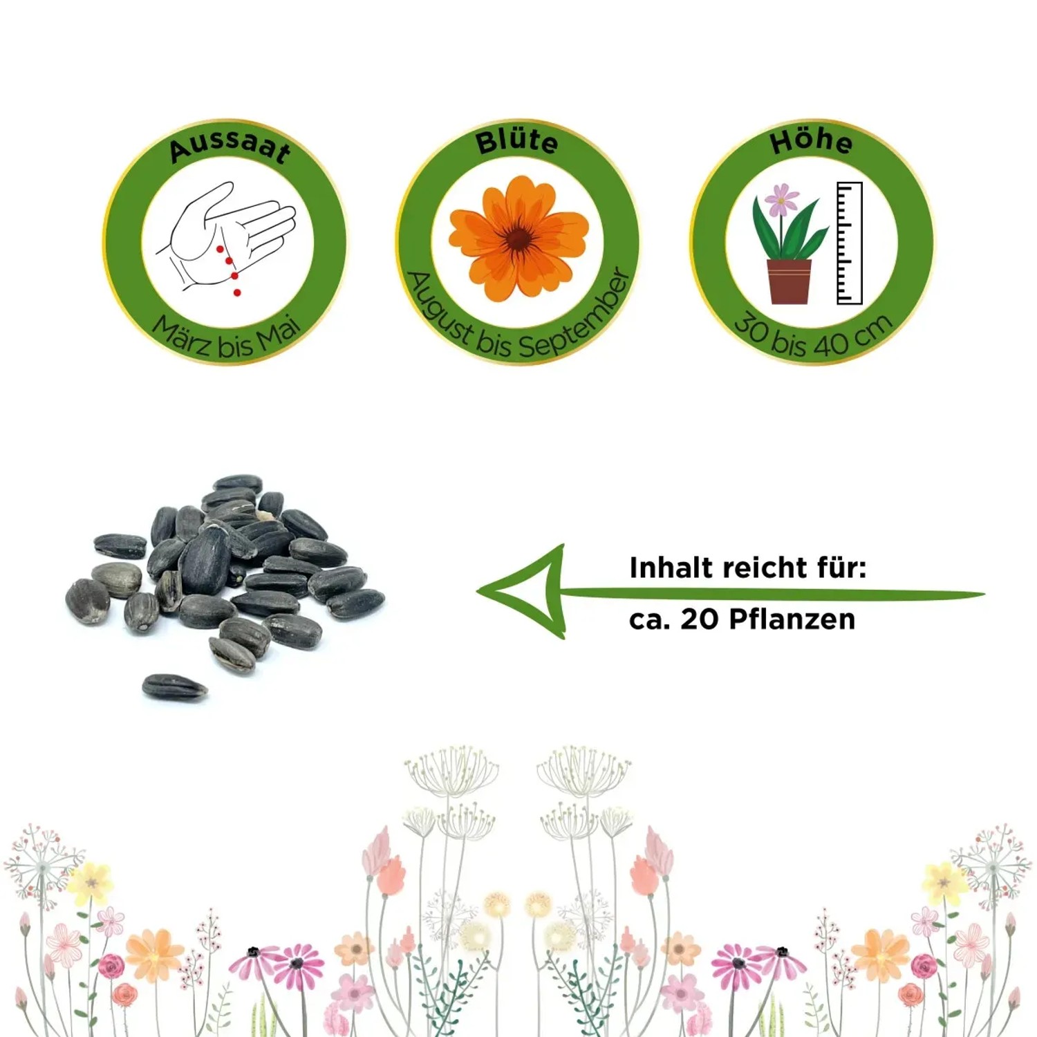 Zwergsonnenblume Teddybär Samen: Aussaat, Blüte, Höhe und Saatgut für ca. 20 Pflanzen.