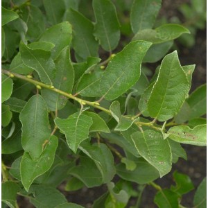 Nahaufnahme der grünen Blätter einer Salweide (Salix caprea), einem Strauch.