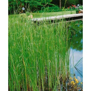 Typha Laxmannii Rohrkolben im Gartenteich, grüne Gräser mit braunen Kolbenblüten.