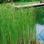 Typha Laxmannii Rohrkolben im Gartenteich, grüne Gräser mit braunen Kolbenblüten.