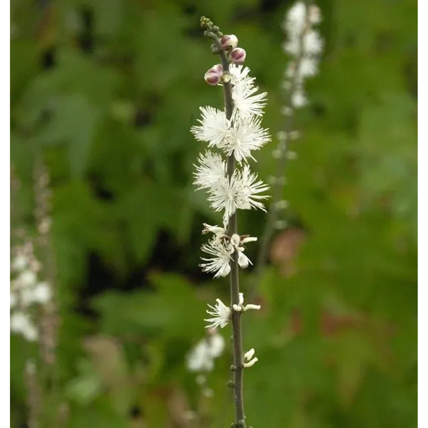 Zwerg Silberkerze - Actaea acerina