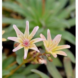 Zwei Bitterwurz 'Little Peach' Blüten mit hellgelben bis pfirsichfarbenen Blütenblättern und rosa Mitte. Staude.