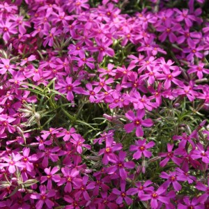 Weinrote Teppich-Flammenblume 'Atropurpurea' (Phlox subulata) im 9cm Topf, blühende, immergrüne Staude.