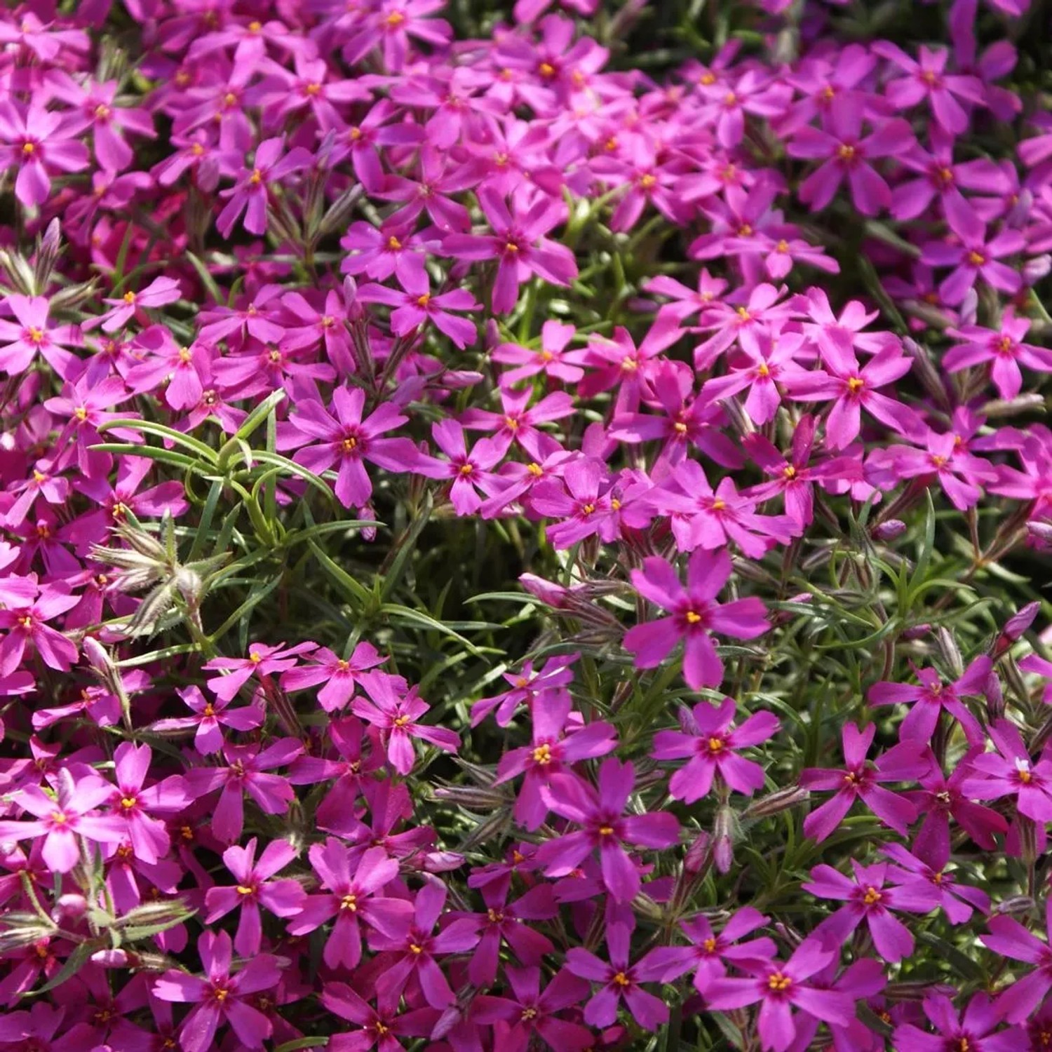 6 x Teppich-Flammenblume 'Atropurpurea' Phlox subulata Topf 9cm Immergrün