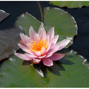 Nahaufnahme einer rosafarbenen Seerose 'Rosennymphe' mit gelben Staubgefäßen auf einem grünen Seerosenblatt.