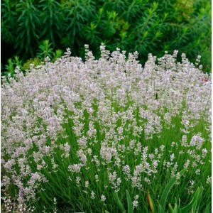 Blühender Echter Lavendel Melissa (Lavandula angustifolia) im Garten.